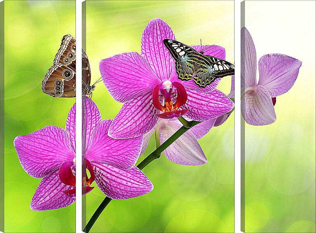 Модульная картина - Две бабочки на орхидее