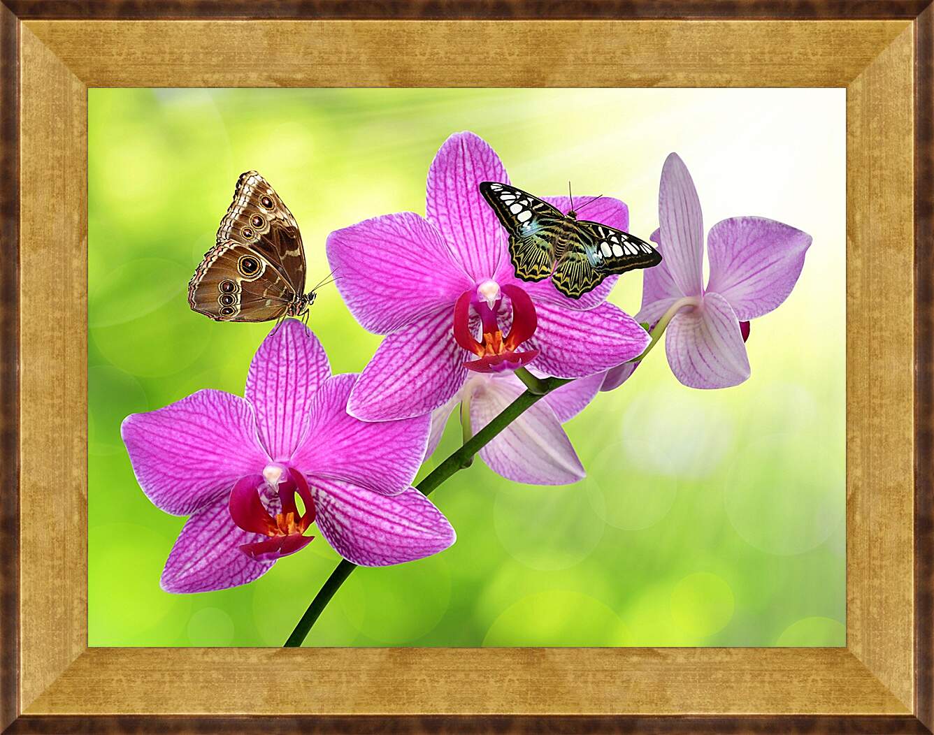 Картина в раме - Две бабочки на орхидее
