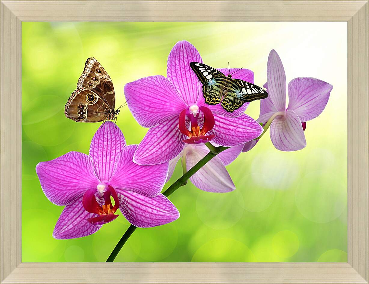 Картина в раме - Две бабочки на орхидее