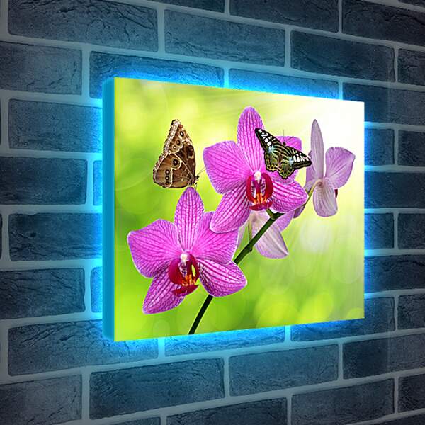 Лайтбокс световая панель - Две бабочки на орхидее