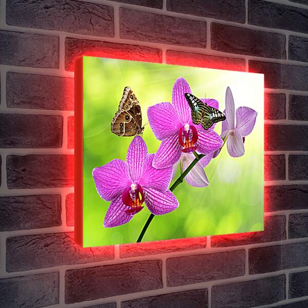 Лайтбокс световая панель - Две бабочки на орхидее