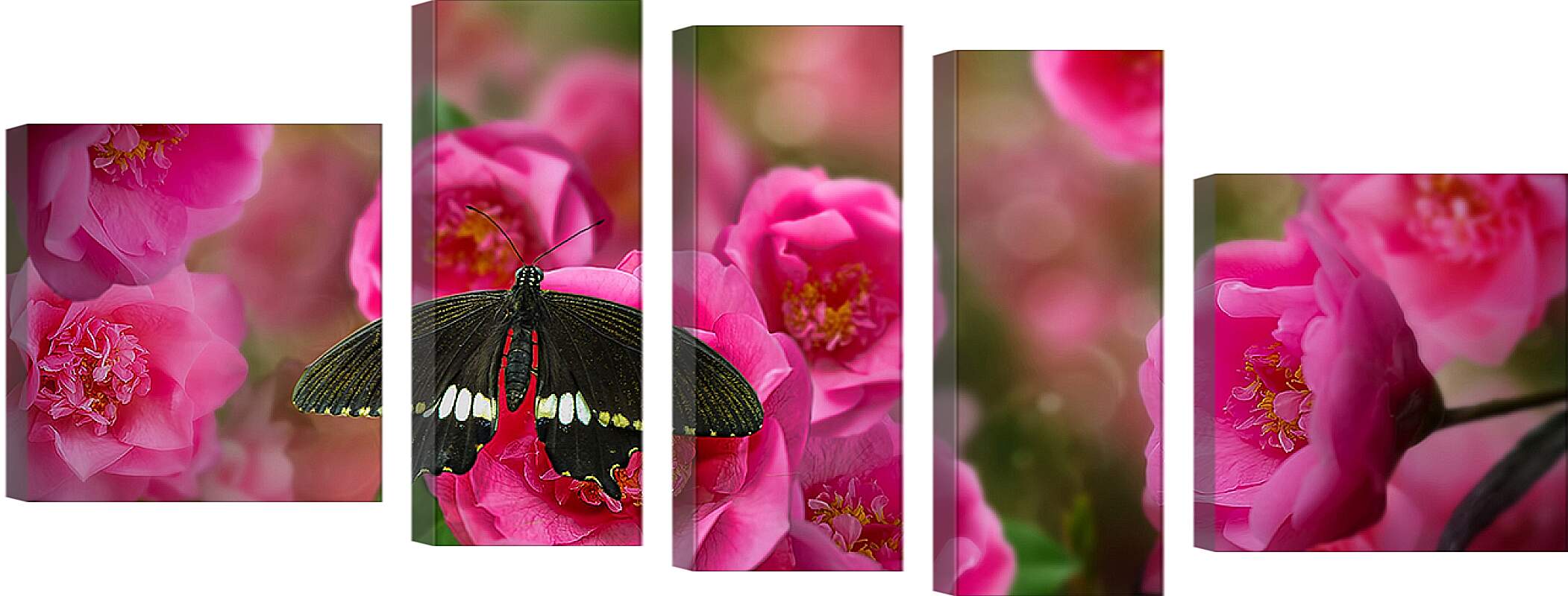 Модульная картина - Красивая бабочка