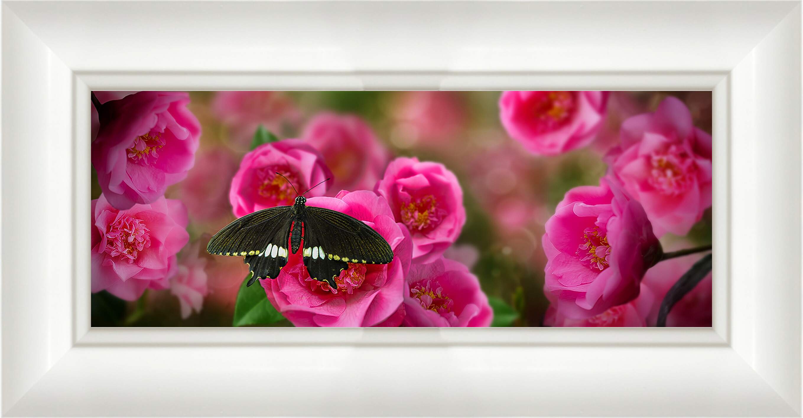 Картина в раме - Красивая бабочка