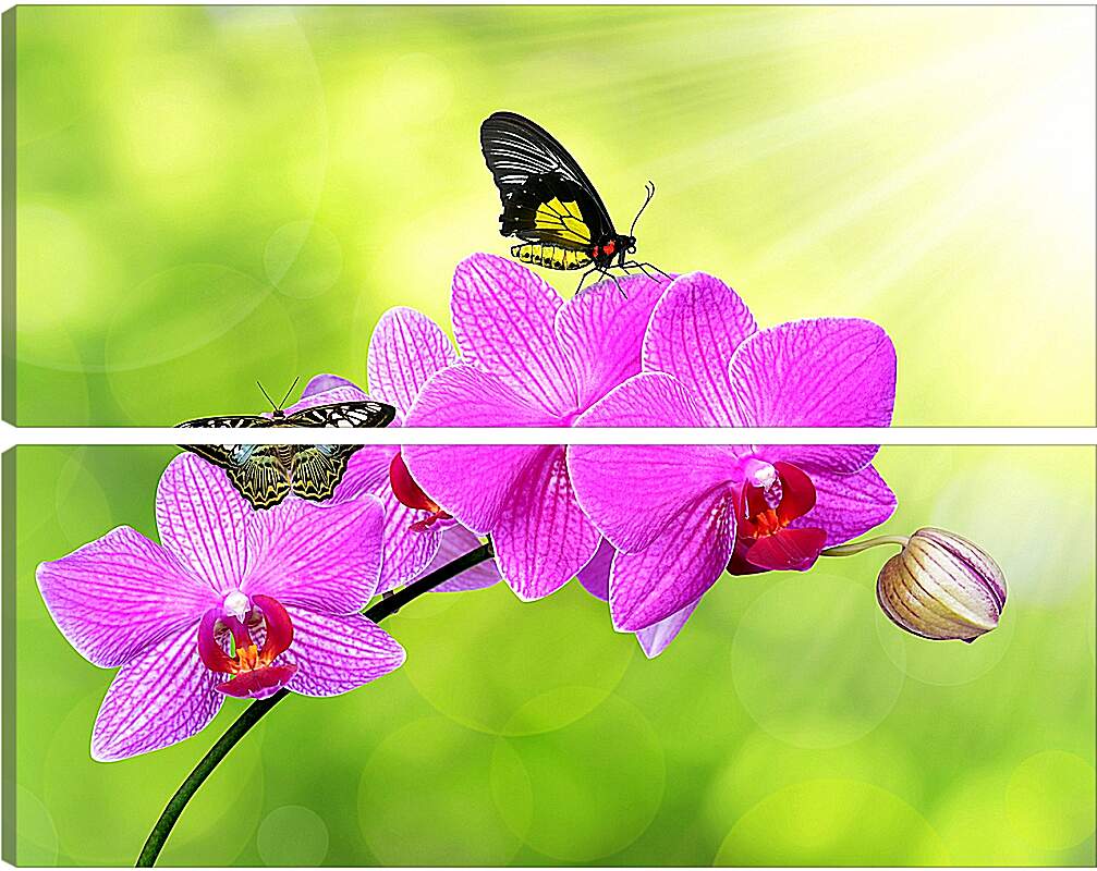 Модульная картина - Цветы орхидеи и бабочка