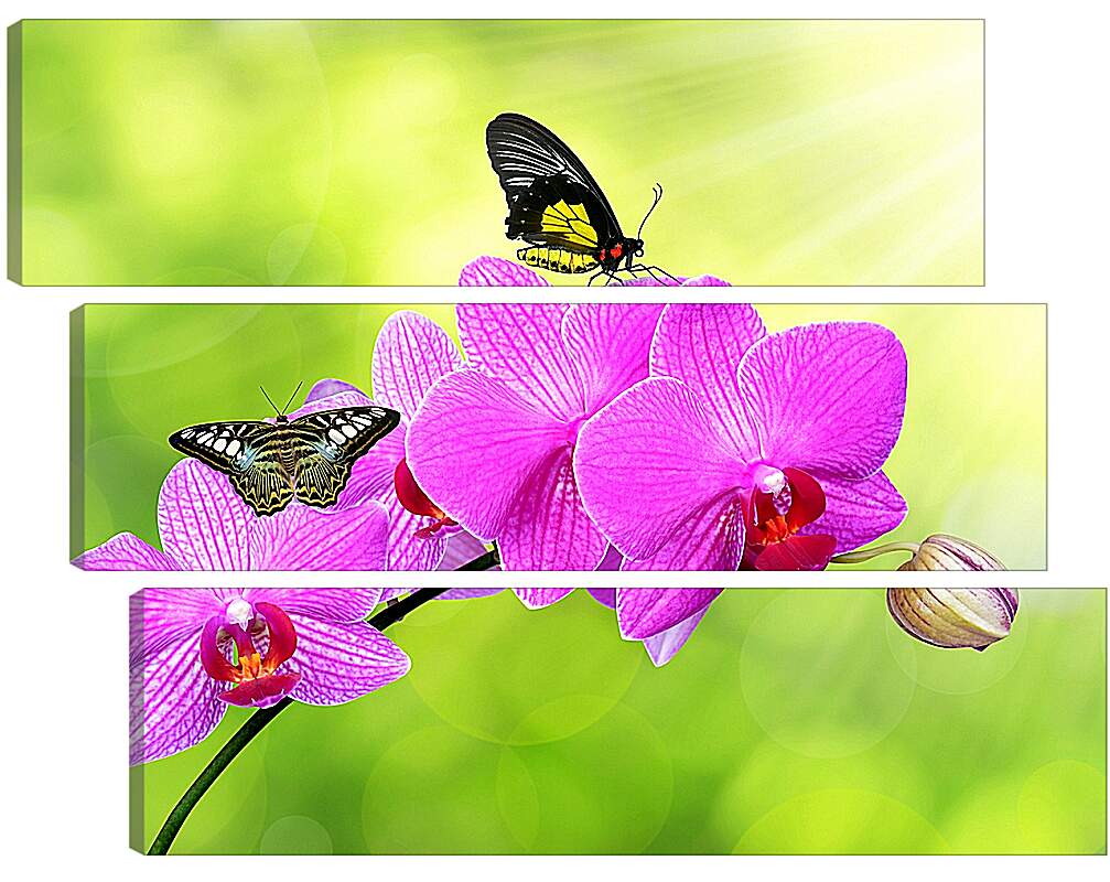 Модульная картина - Цветы орхидеи и бабочка