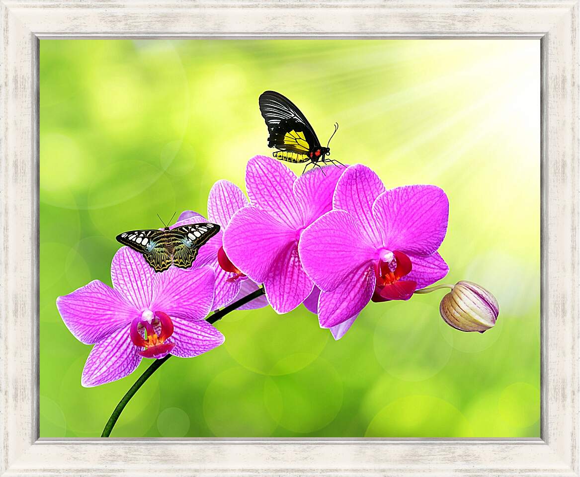 Картина в раме - Цветы орхидеи и бабочка