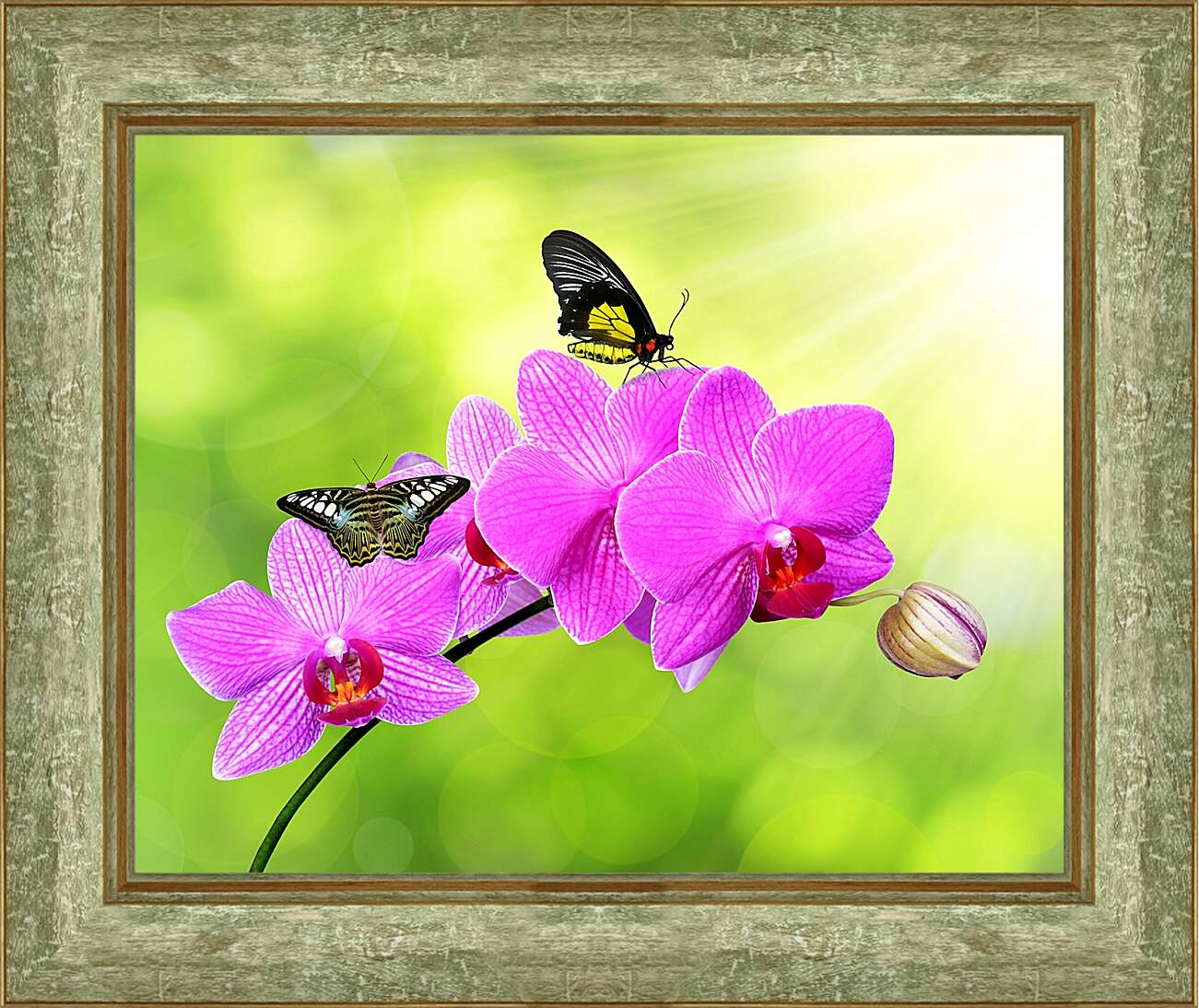 Картина в раме - Цветы орхидеи и бабочка