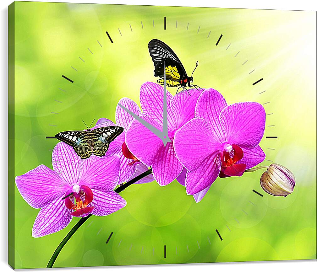 Часы картина - Цветы орхидеи и бабочка