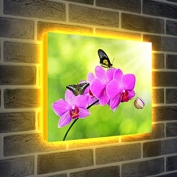 Лайтбокс световая панель - Цветы орхидеи и бабочка