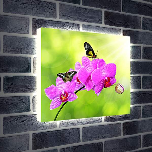 Лайтбокс световая панель - Цветы орхидеи и бабочка