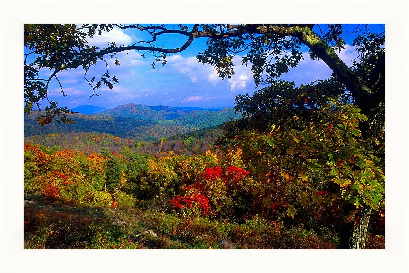 Картина в раме - Осень