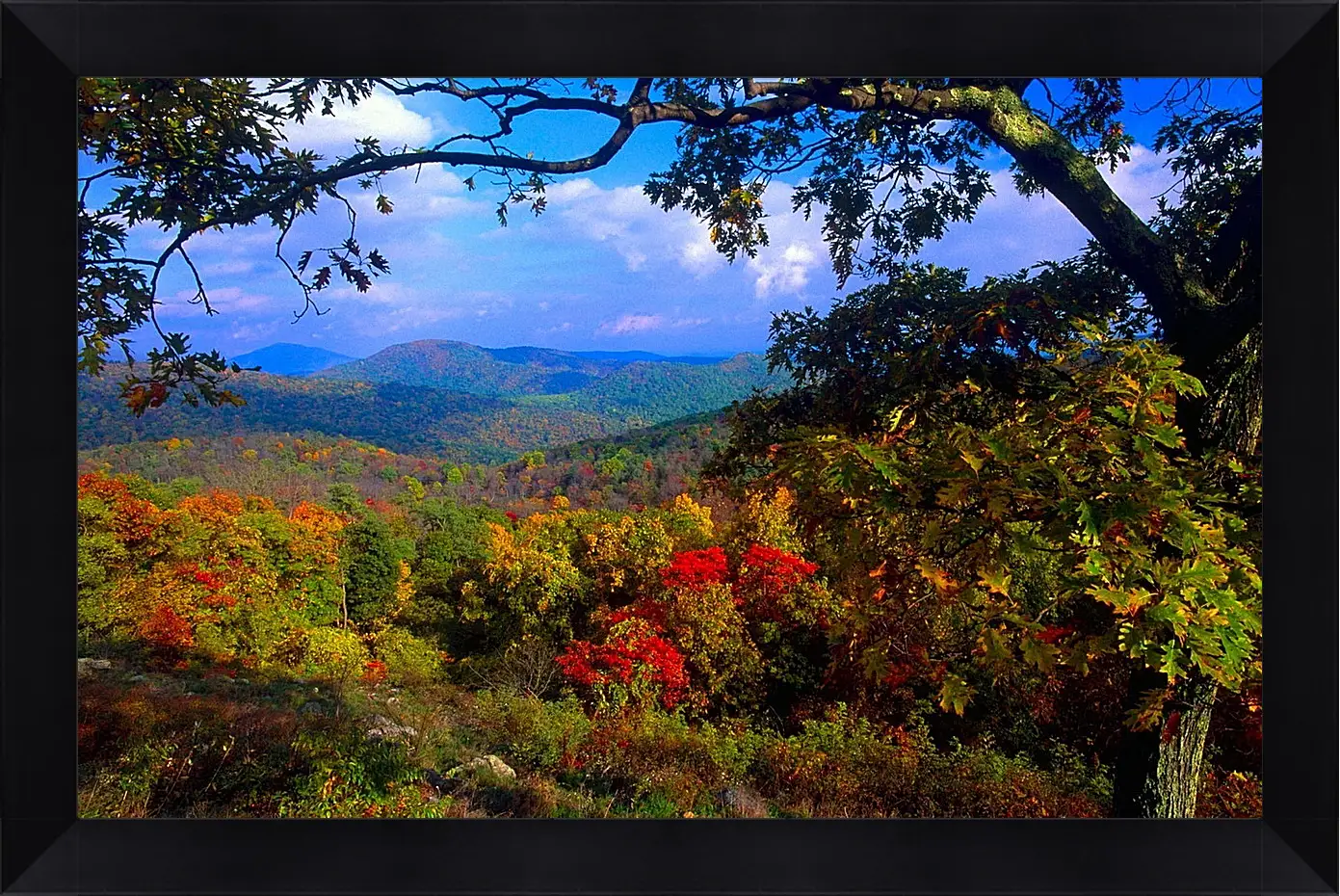 Картина в раме - Осень