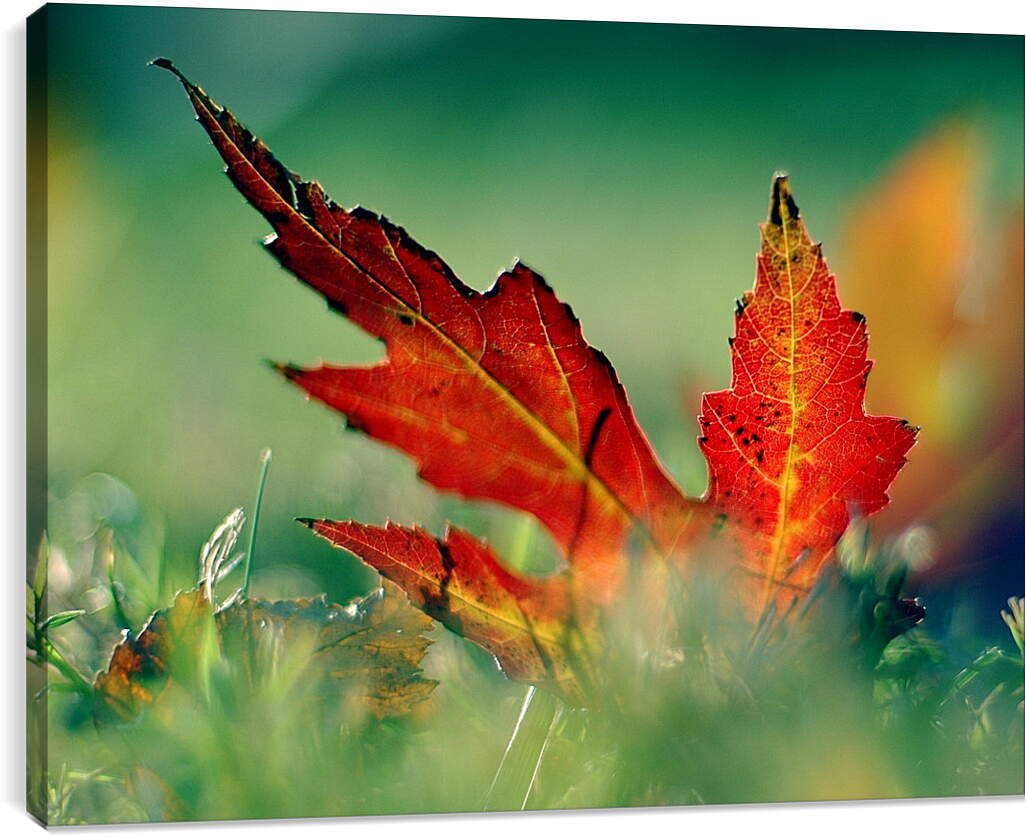 Постер и плакат - Осенний кленовый лист