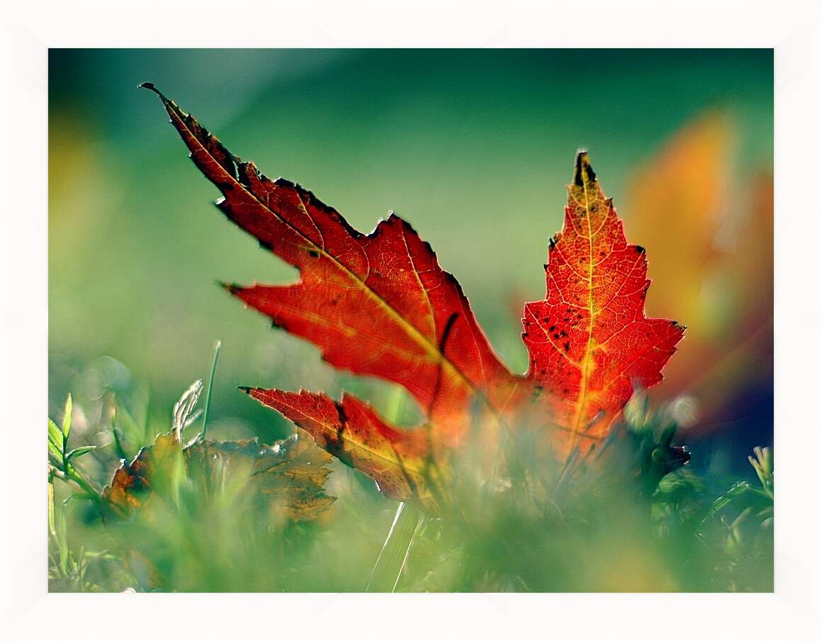 Картина в раме - Осенний кленовый лист