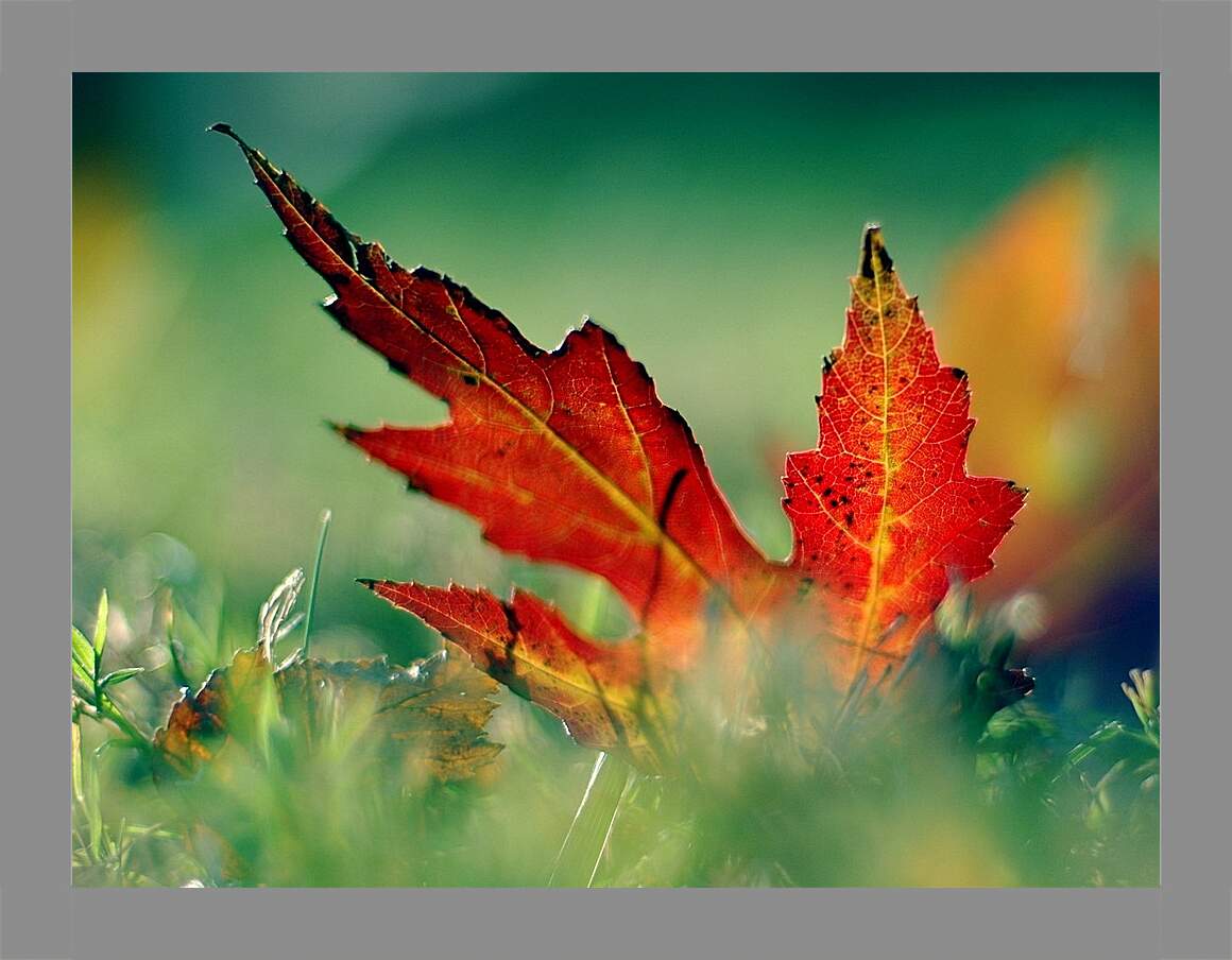 Картина в раме - Осенний кленовый лист