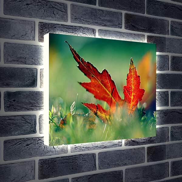 Лайтбокс световая панель - Осенний кленовый лист