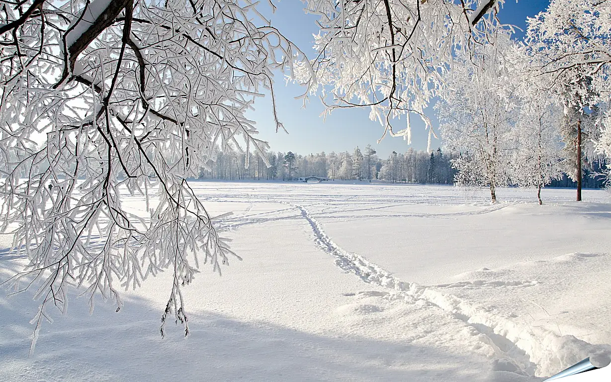 Снежно белый