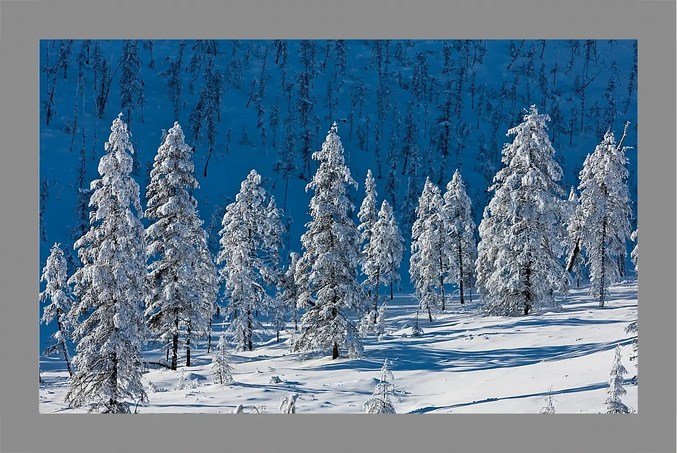 Картина в раме - Зима