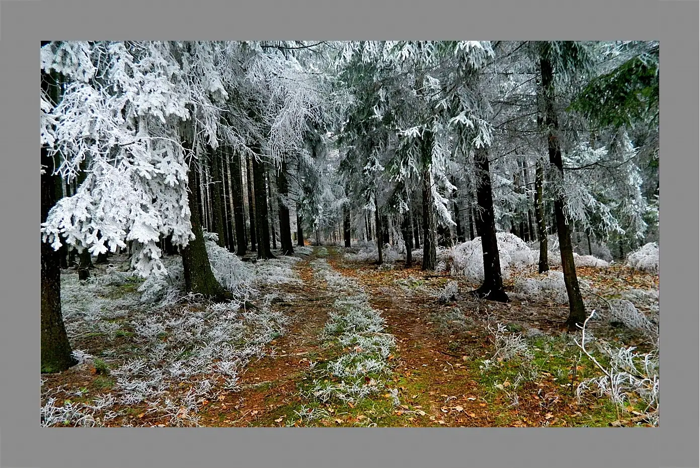 Картина в раме - Зима