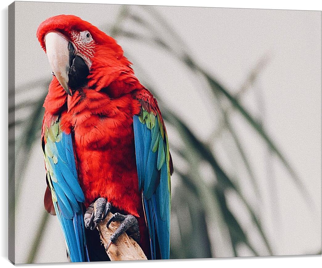Постер и плакат - Попугай тропический