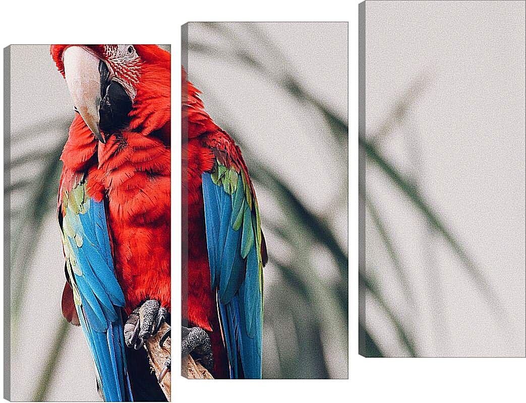 Модульная картина - Попугай тропический