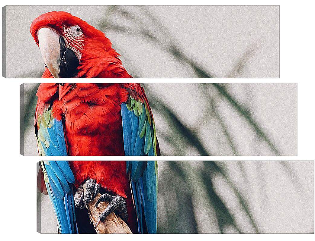 Модульная картина - Попугай тропический