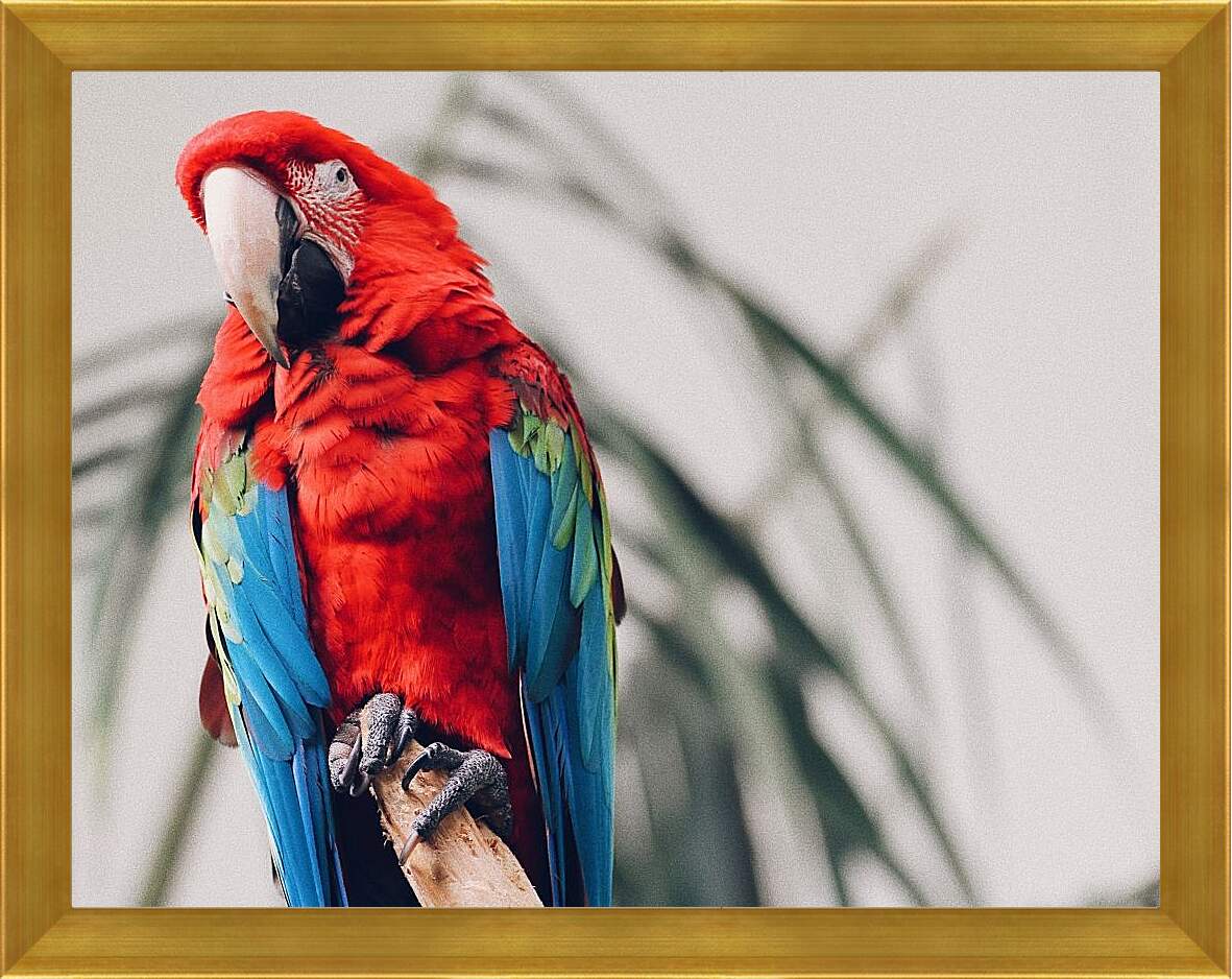 Картина в раме - Попугай тропический
