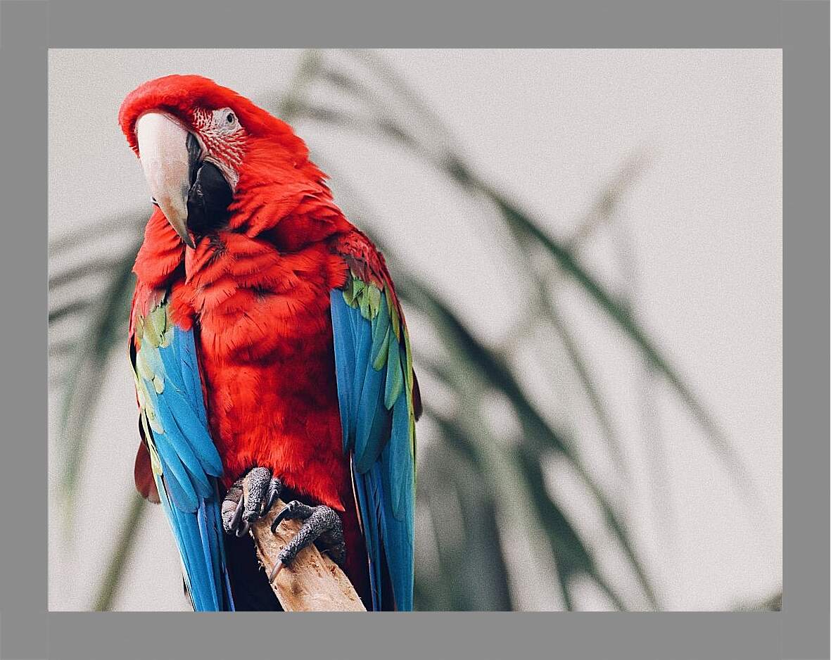 Картина в раме - Попугай тропический