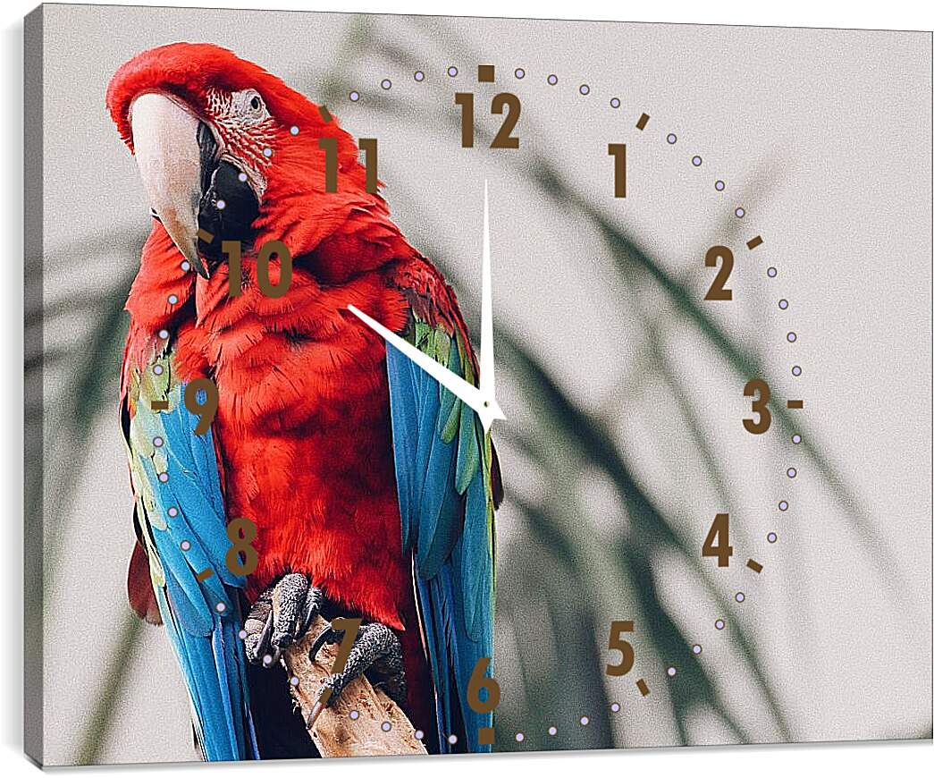 Часы картина - Попугай тропический