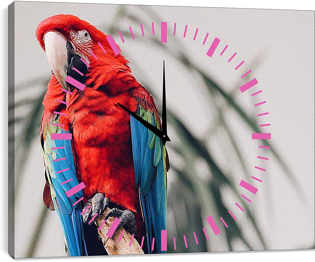 Часы картина - Попугай тропический