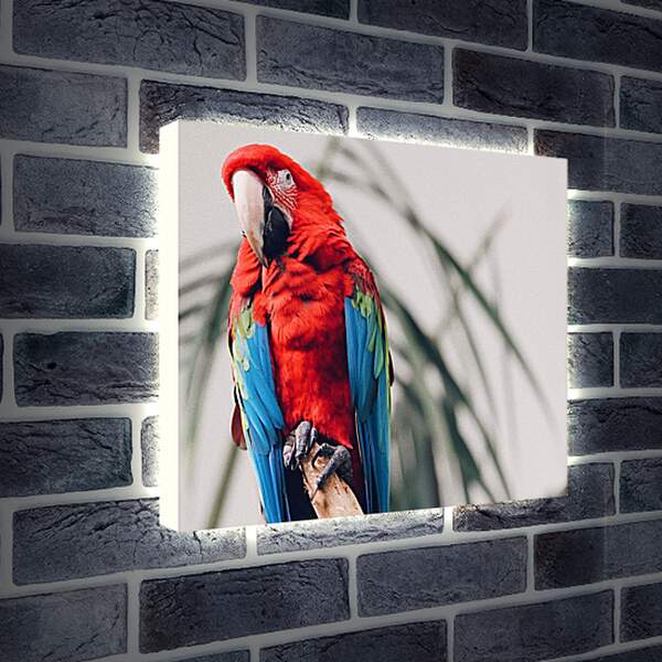 Лайтбокс световая панель - Попугай тропический