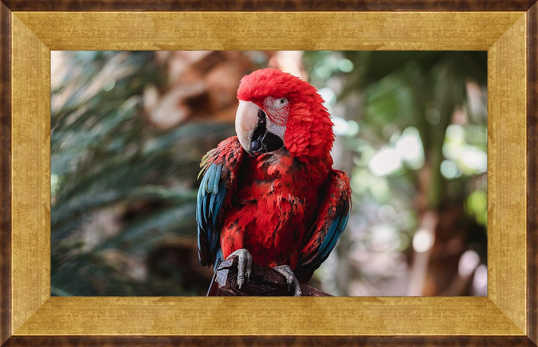 Картина в раме - Попугай тропический Ара