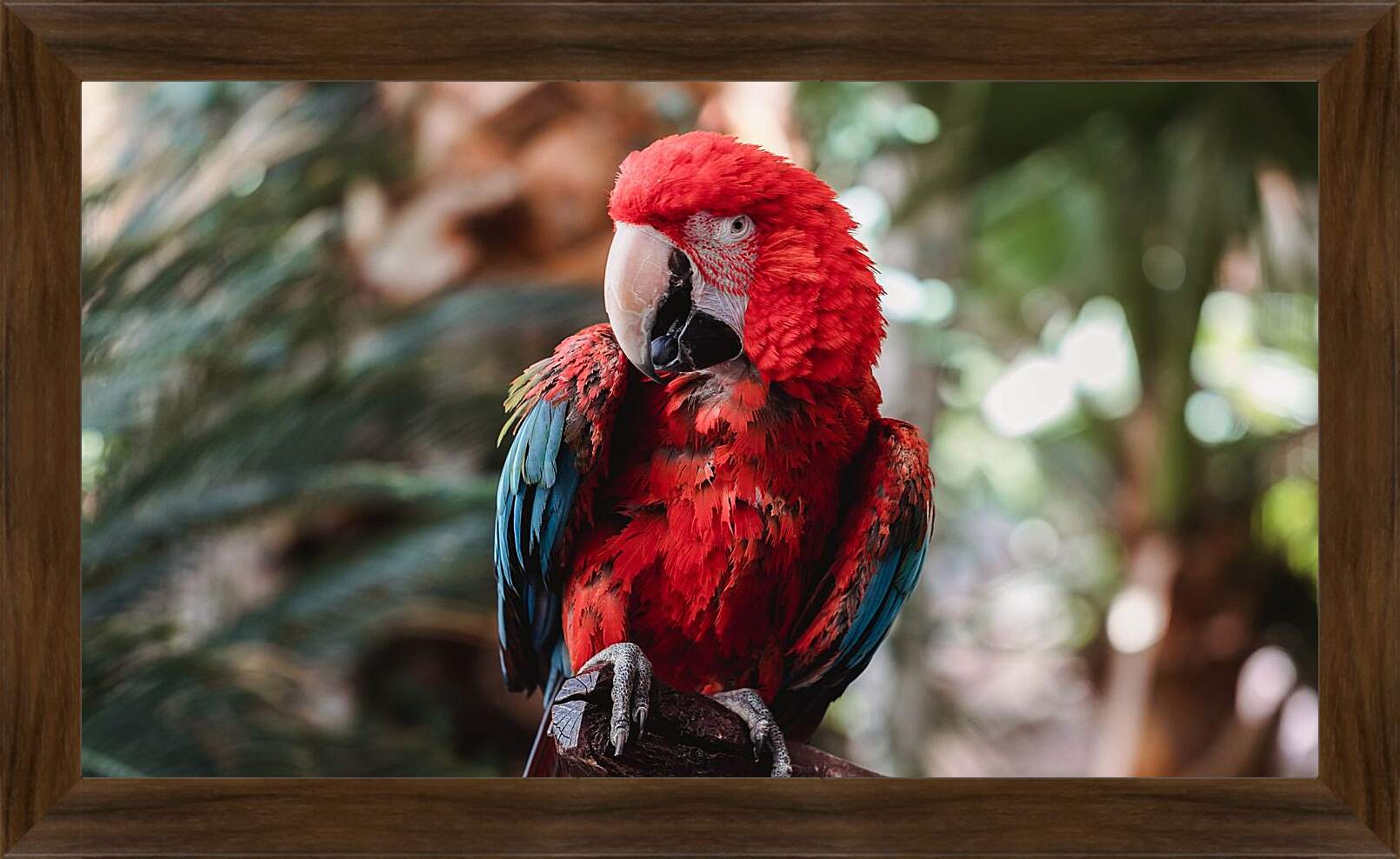 Картина в раме - Попугай тропический Ара