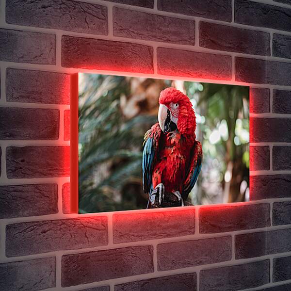 Лайтбокс световая панель - Попугай тропический Ара
