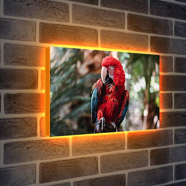 Лайтбокс световая панель - Попугай тропический Ара