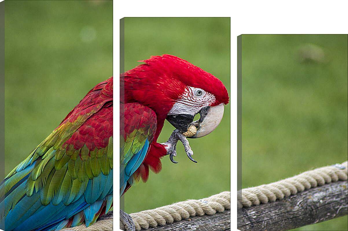 Модульная картина - Ара тропический попугай