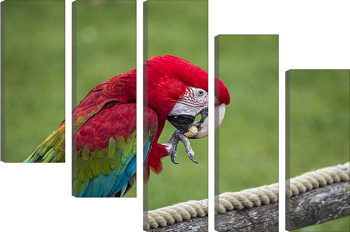 Модульная картина - Ара тропический попугай