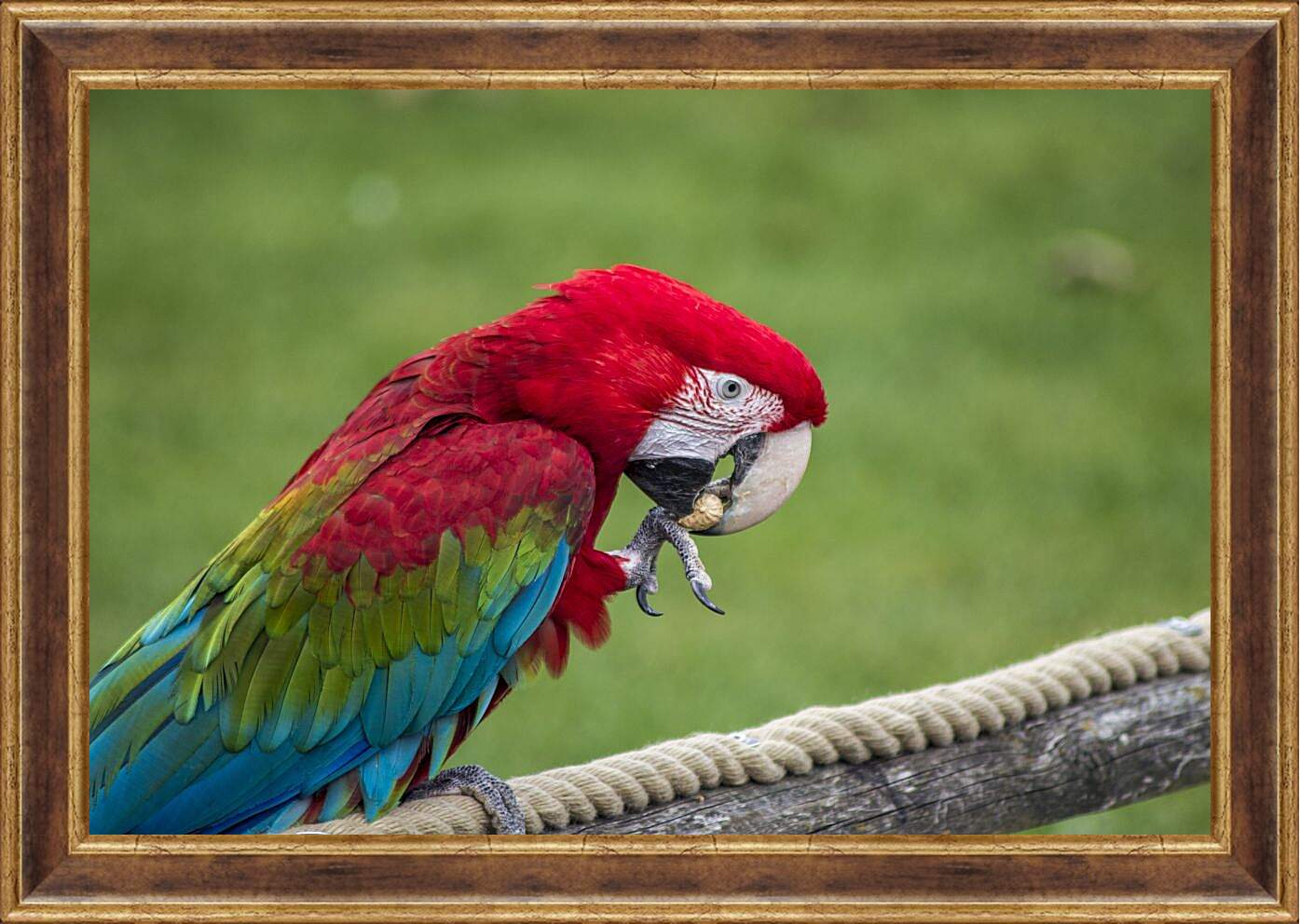 Картина в раме - Ара тропический попугай