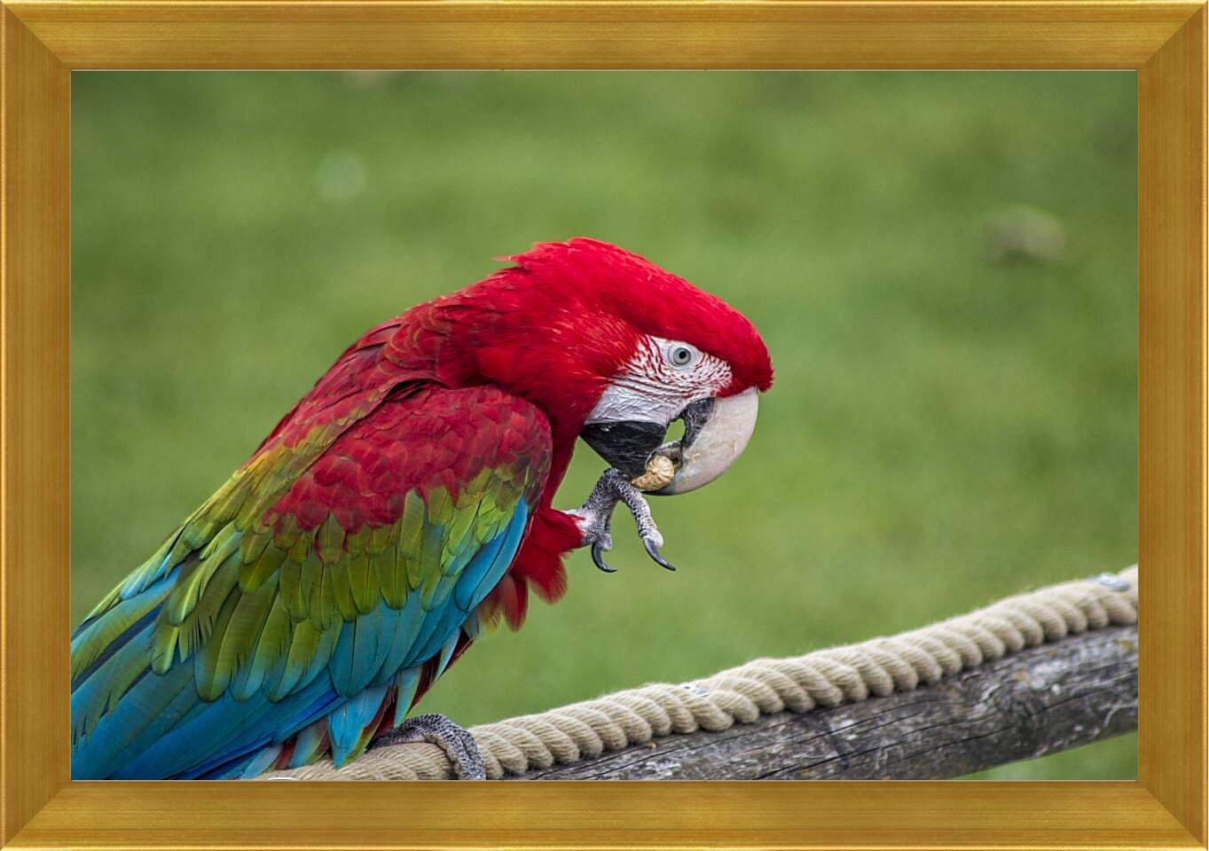 Картина в раме - Ара тропический попугай