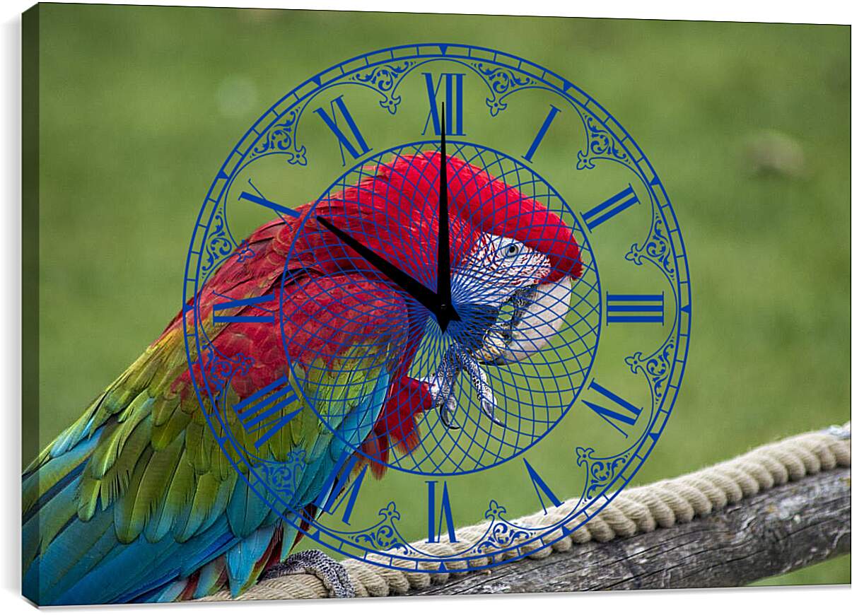 Часы картина - Ара тропический попугай