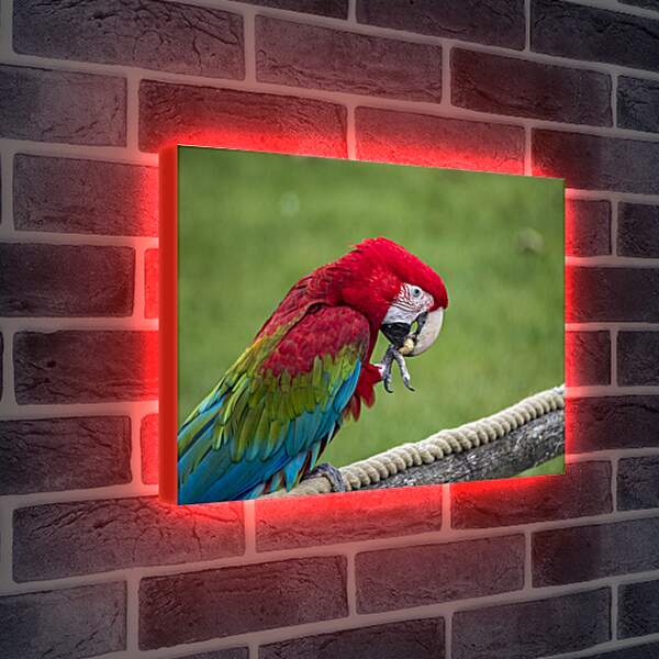 Лайтбокс световая панель - Ара тропический попугай