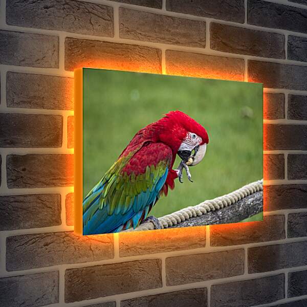 Лайтбокс световая панель - Ара тропический попугай