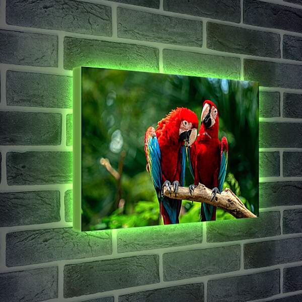 Лайтбокс световая панель - Два тропических попугая