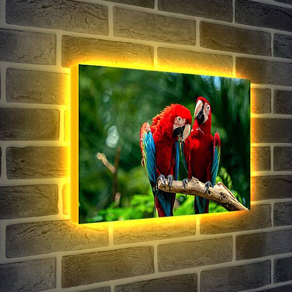 Лайтбокс световая панель - Два тропических попугая