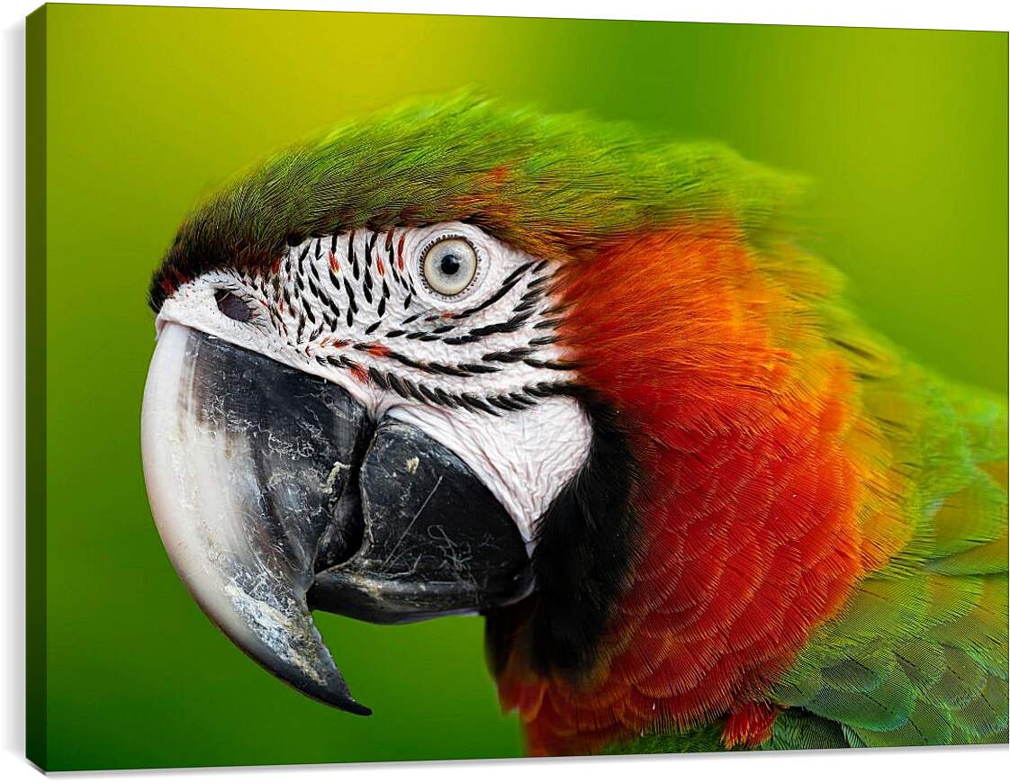 Постер и плакат - Голова зелёного попугая