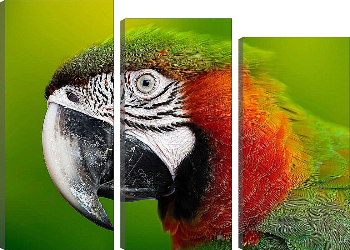 Модульная картина - Голова зелёного попугая