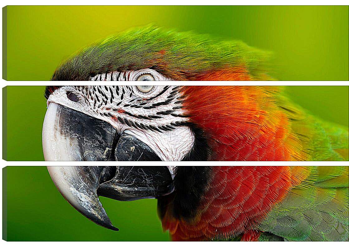 Модульная картина - Голова зелёного попугая