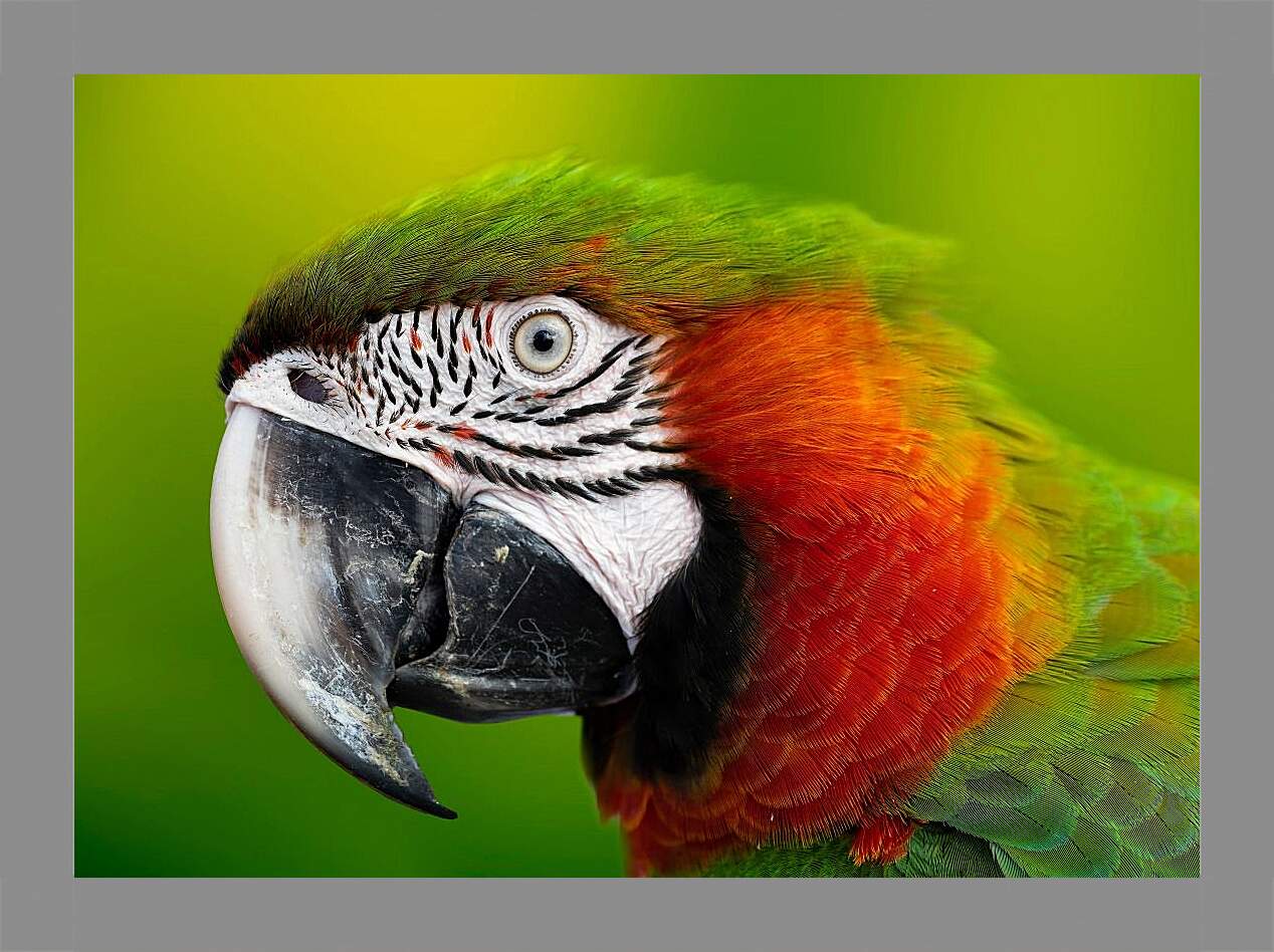 Картина в раме - Голова зелёного попугая