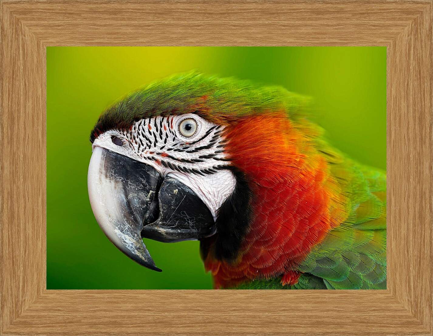 Картина в раме - Голова зелёного попугая