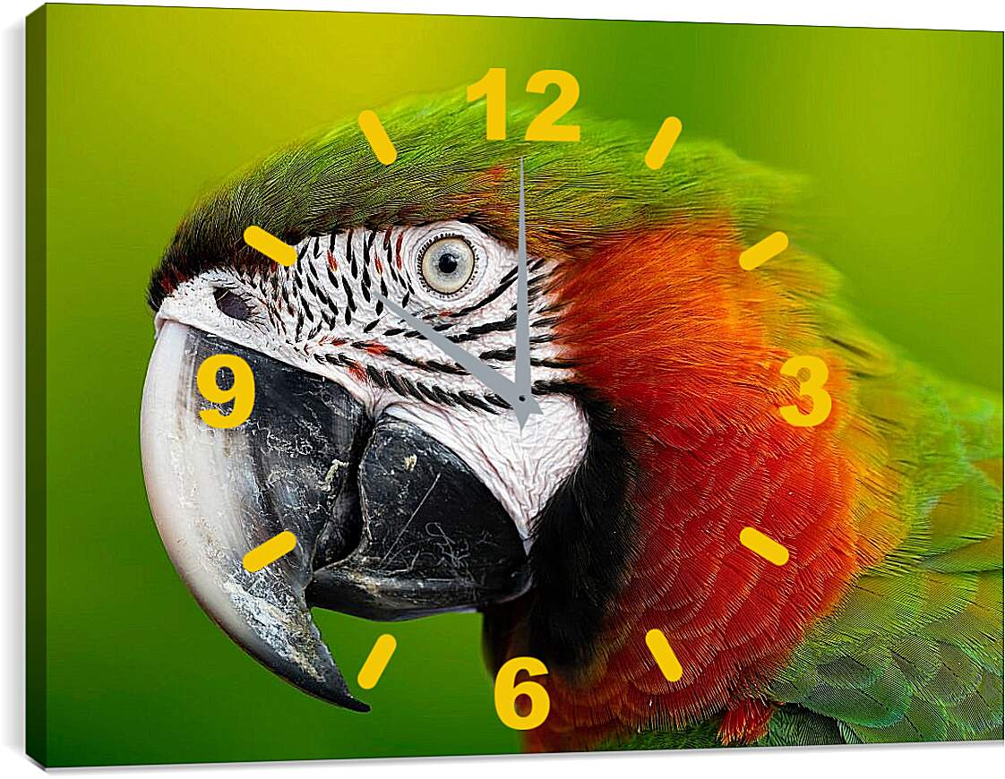 Часы картина - Голова зелёного попугая